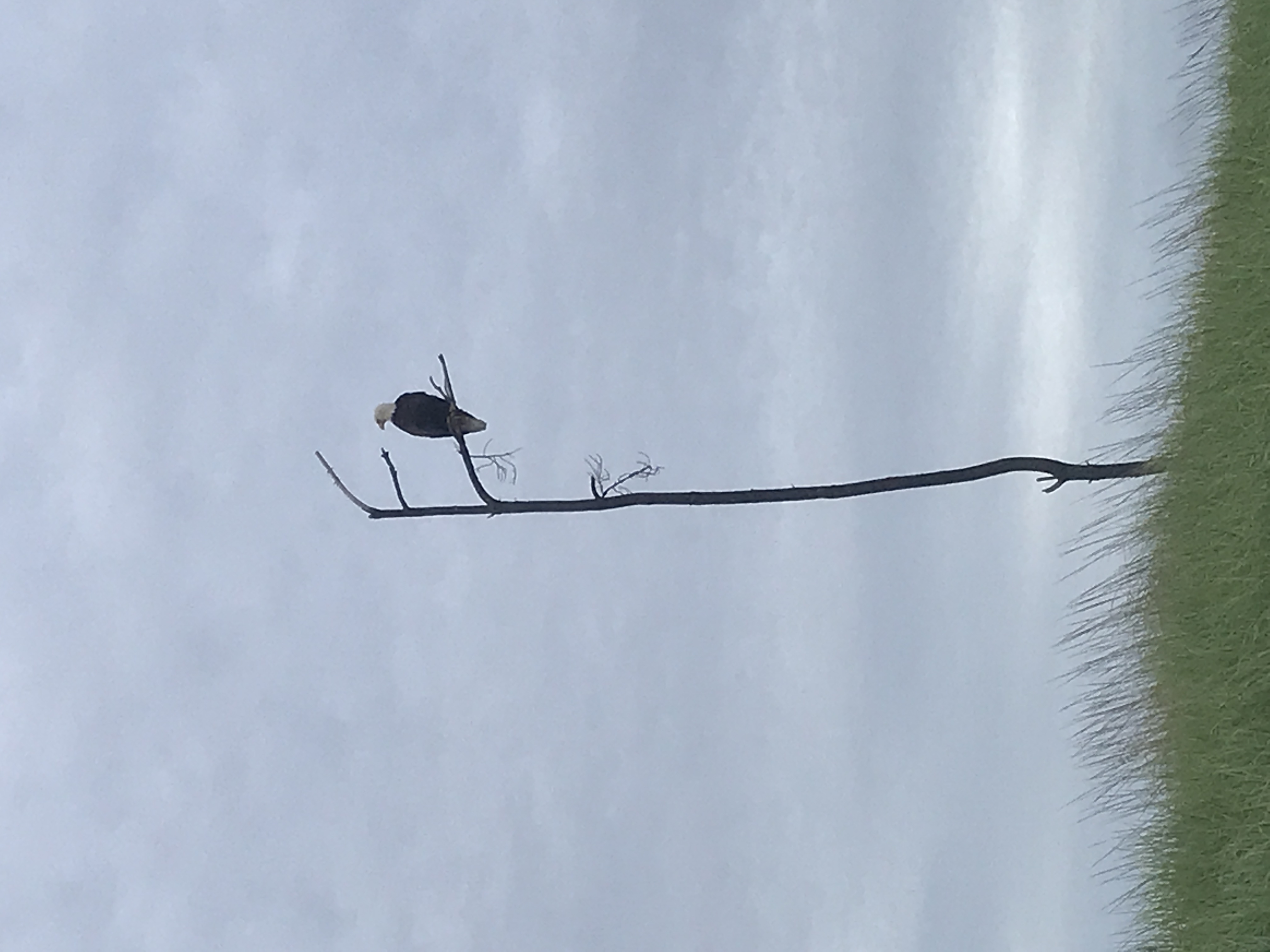Bald eagle on the Long Beach Peninsula